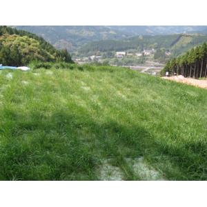 商品画像 (カテゴリーなし) | スーパーマットP50 (肥料袋50cmピッチ 植生マット) | 