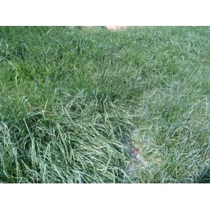 商品画像 (カテゴリーなし) | スーパーマットP100 (肥料袋100cmピッチ 植生マット) | 