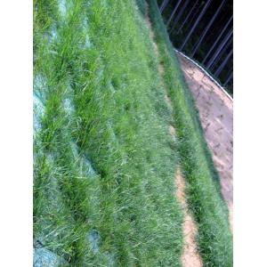 商品画像 (カテゴリーなし) | スーパーマットP40 (肥料袋40cmピッチ 植生マット) | 