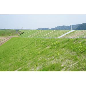 商品画像 (カテゴリーなし) | ジャングルシート (生分解 植生シート、ネット芝) | 